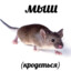 мыш(кродеться)