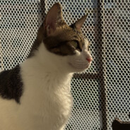 摸鱼组库洛米大人