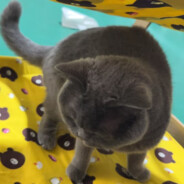 芝芝猫（纯菜）