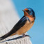 Barn Swallow