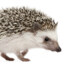 Hedgehog