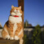 DSCat