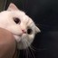 野猪佩奇要拱人