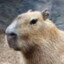 Capybara gamehag.com