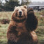 Brown_bear