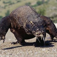 Komodo