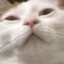 猪猫公主（发腮版)