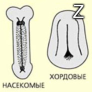 ~Билатеральный~