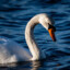 Swan Z