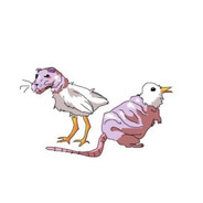 quack rat