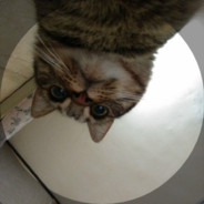 HuaYu Cat