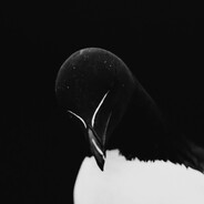 ayon- avatar