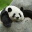 Panda Bot 24/7