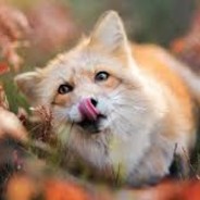 глобал:DeadFox::