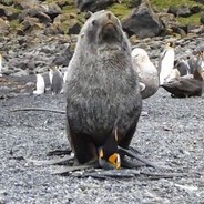 В мире животных