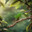Struya