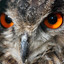 Eagle Owl