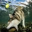 Diving Husky