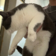 我的二十六嵗女房客