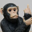 Undercovered Chimp