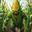 CornyCrop
