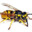 The Hornet