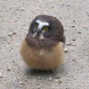 苏格兰圆脸胖鸡