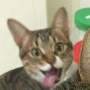 Spring Commander MaLaCat
