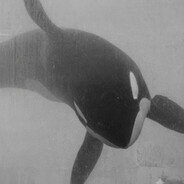Orca