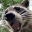 Racor