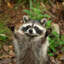 Racoon