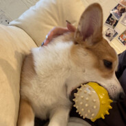 吃一个双层吉士堡