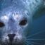 Raccoon The Wet Harbor Seal