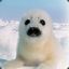 tiny babbin seal