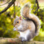 Gray Squirrel
