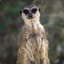 Steppe Suricate