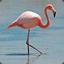 FaZe Flamingo