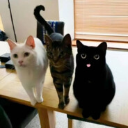 欲买桂花同载酒