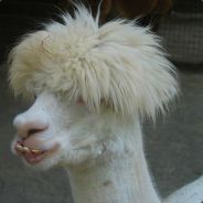 CasterChief - steam id 76561197960446466