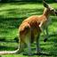 Kangaroo