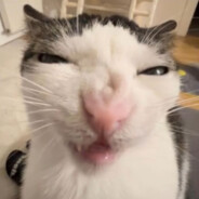 私はナスティアが大好