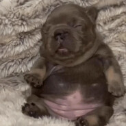 フル