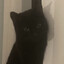 Archie
