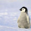 Baby Penguin