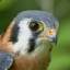 Kestrel