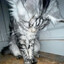happy cat