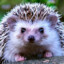 Hedgehog