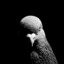 BatPigeon