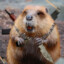 X_x.beaver.x_X