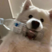 APEX萌新，可以叫我派蒙